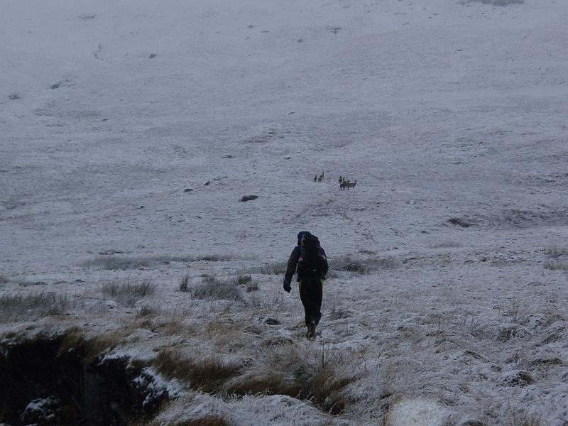 Mark nearer deer.jpg